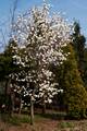 Magnolia salicifolia IMG_9549 Magnolia wierzbolistna